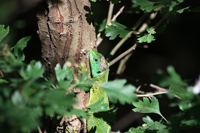 Lacerta bilineata